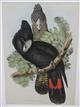 Red-tailed black Cockatoo (Calyptorhynchus macrorhynchus) Birds of Australia. Vol. 5