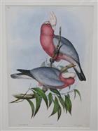 Roseate Cockatoo (Cacatua eos) Birds of Australia. Vol. 5