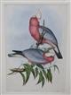 Roseate Cockatoo (Cacatua eos) Birds of Australia. Vol. 5