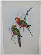 Western Rosella (Platycercus icterothis) Birds of Australia. Vol. 5