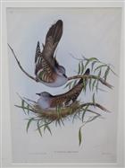Crested Pigeon (Ocyphaps lophotes) Birds of Australia. Vol. 5