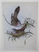 Crested Pigeon (Ocyphaps lophotes) Birds of Australia. Vol. 5