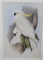 Sulphur-crested Cockatoo (Cacatua galerita) Birds of Australia. Vol. 5