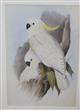 Sulphur-crested Cockatoo (Cacatua galerita) Birds of Australia. Vol. 5