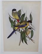 Brown's Parrakeet (Platycercus brownii) Birds of Australia. Vol. 5