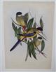 Brown's Parrakeet (Platycercus brownii) Birds of Australia. Vol. 5