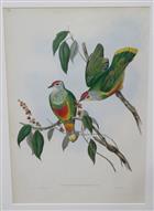 Swainson's Fruit Pigeon (Ptilinopus swainsonii) Birds of Australia. Vol. 5