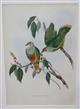 Swainson's Fruit Pigeon (Ptilinopus swainsonii) Birds of Australia. Vol. 5