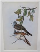 Bar-shouldered Dove (Geopelia humeralis)  Birds of Australia. Vol. 5