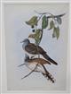 Bar-shouldered Dove (Geopelia humeralis)  Birds of Australia. Vol. 5