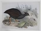 Orange-footed Scrubfowl (Megapodius tumulus)  Birds of Australia. Vol. 5