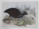 Orange-footed Scrubfowl (Megapodius tumulus)  Birds of Australia. Vol. 5