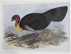 Wattled Talegalla (Talegalla lathami) Birds of Australia. Vol. 5