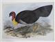 Wattled Talegalla (Talegalla lathami) Birds of Australia. Vol. 5