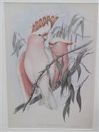 Pink Cockatoo (Cacatua leadbeateri) Birds of Australia. Vol. 5