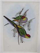 Broad-tailed Parrot (Platycercus pileatus</v>) Birds of Australia. Vol. 5