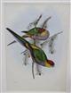 Broad-tailed Parrot (Platycercus pileatus</v>) Birds of Australia. Vol. 5