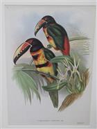 Collared Aracari (Pteroglossus torquatus) (A Monograph of the Ramphastidae, or Family of Toucans)
