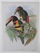 Collared Aracari (Pteroglossus torquatus) (A Monograph of the Ramphastidae, or Family of Toucans)