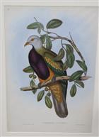 Magnificent Fruit Pigeon (Carpophaga magnifica) Birds of Australia. Vol. 5