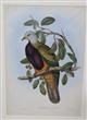 Magnificent Fruit Pigeon (Carpophaga magnifica) Birds of Australia. Vol. 5