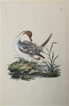 Pin-tail Duck [Anas acuta]. Original hand-coloured engraving.