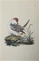 Pin-tail Duck [Anas acuta]. Original hand-coloured engraving.