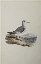 Sanderling [Charadrius calidris]. Original hand-coloured engraving.