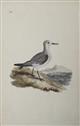 Sanderling [Charadrius calidris]. Original hand-coloured engraving.