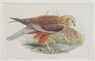 Western Marsh Harrier (Circus aeruginosus)  Birds of Great Britain. Vol. 1
