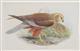 Western Marsh Harrier (Circus aeruginosus)  Birds of Great Britain. Vol. 1