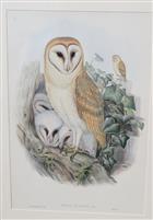 Barn Owl (Strix flammea)  Birds of Great Britain. Vol. 1