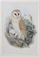Barn Owl (Strix flammea)  Birds of Great Britain. Vol. 1