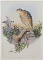 Sparrowhawk (Accipiter nisis)  Birds of Great Britain. Vol. 1