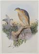 Sparrowhawk (Accipiter nisis)  Birds of Great Britain. Vol. 1