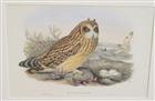 Short-eared Owl (Brachyotus palustris)  Birds of Great Britain. Vol. 1
