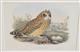 Short-eared Owl (Brachyotus palustris)  Birds of Great Britain. Vol. 1