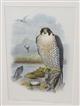 Peregrine Falcon (Falco peregrinus)  Birds of Great Britain. Vol. 1