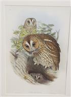 Tawny Owl (Syrnium aluco)  Birds of Great Britain. Vol. 1