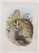 Tawny Owl (Syrnium aluco)  Birds of Great Britain. Vol. 1