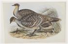 Malleefowl (Leipoa ocellata) Birds of Australia. Vol. 5