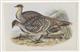 Malleefowl (Leipoa ocellata) Birds of Australia. Vol. 5