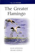 The Greater Flamingo