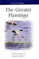 The Greater Flamingo