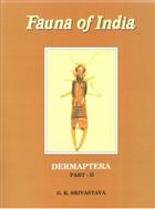 Dermaptera 2: Anisolaboidea Fauna of India
