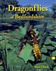 Dragonflies of Bedfordshire