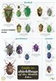 Guide to Shieldbugs of the British Isles (Identification Chart)