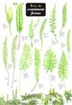 Key to Common Ferns (Identification Chart)