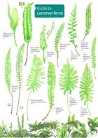 Guide to Common Ferns (Identification Chart)