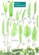 Guide to Common Ferns (Identification Chart)